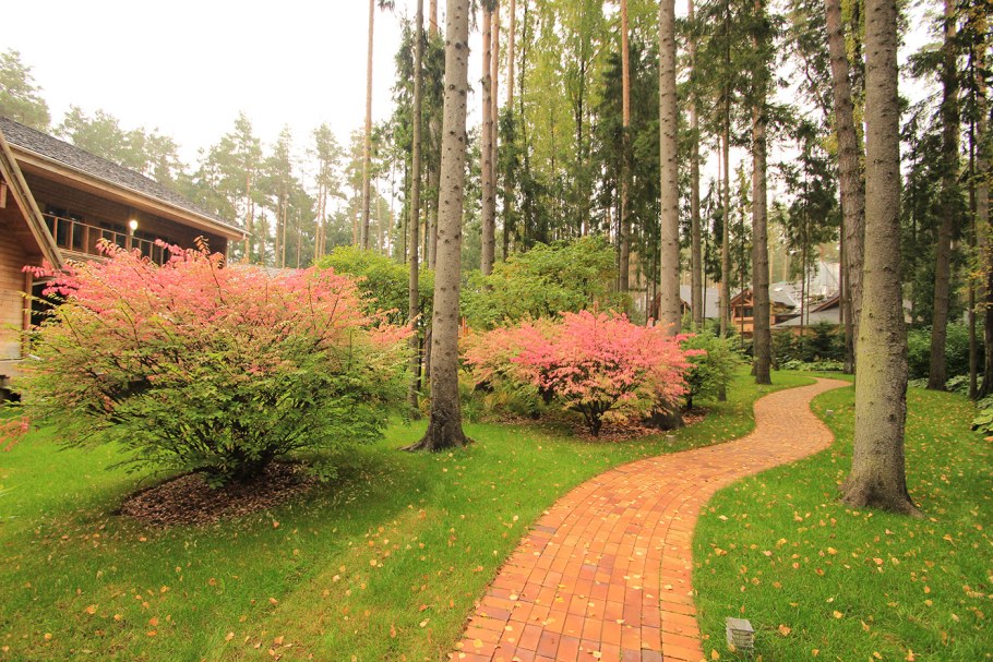 Ирга Ламарка в ландшафтном дизайне