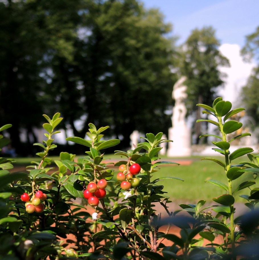 Брусника бордюрная