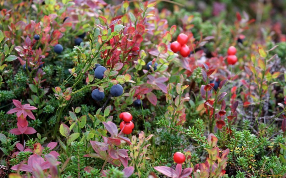 Клюква ягоды Карелии