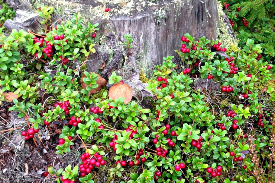 Брусника Садовая коралл (Koralle)