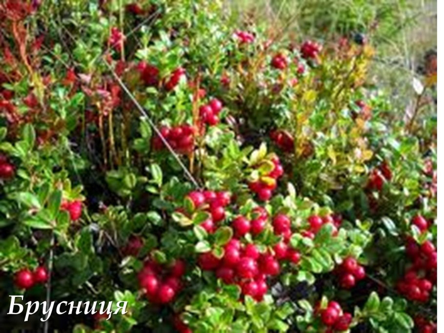 Брусника ред Перл