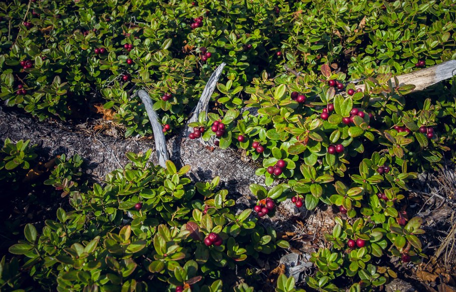 Брусника кустарничек