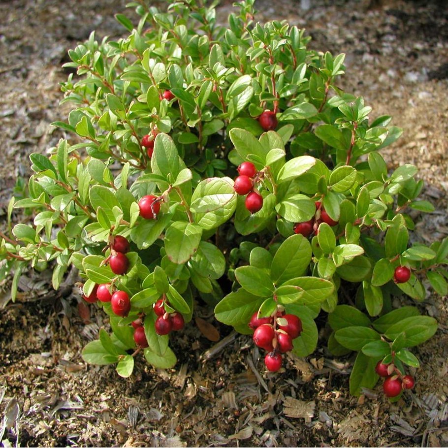 Брусника куст с ягодами