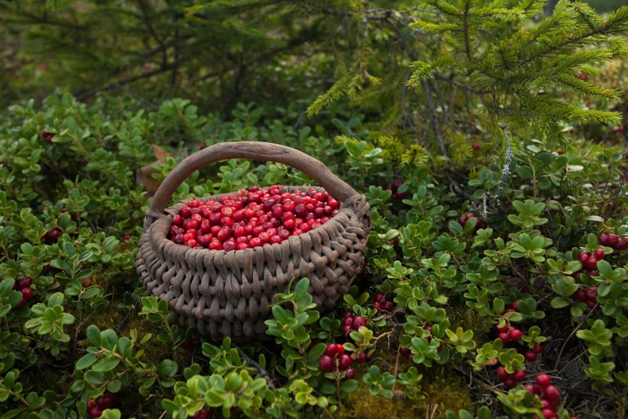 Брусника Руно Белявское