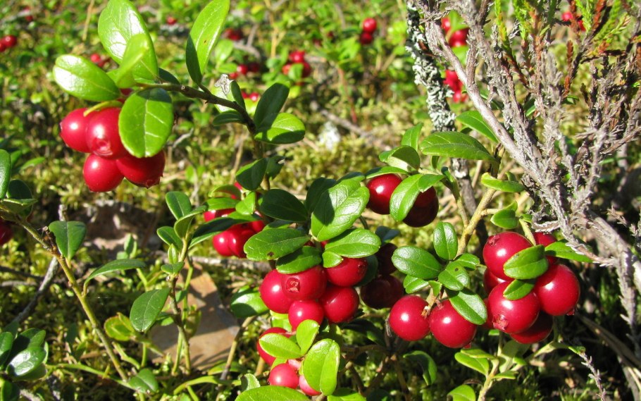 Брусника ягода в лесу