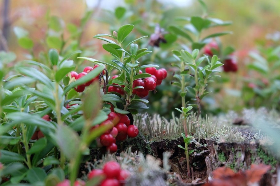 Брусника Мурманск