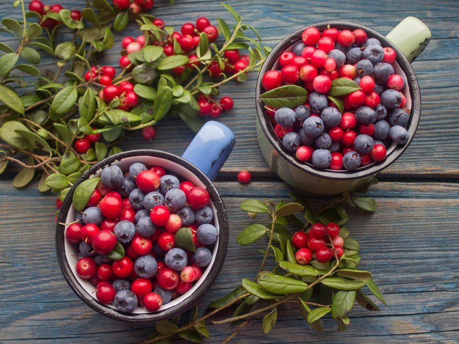 Морошка черника брусника