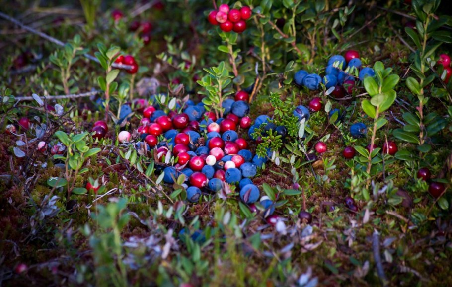 Брусника черника голубика