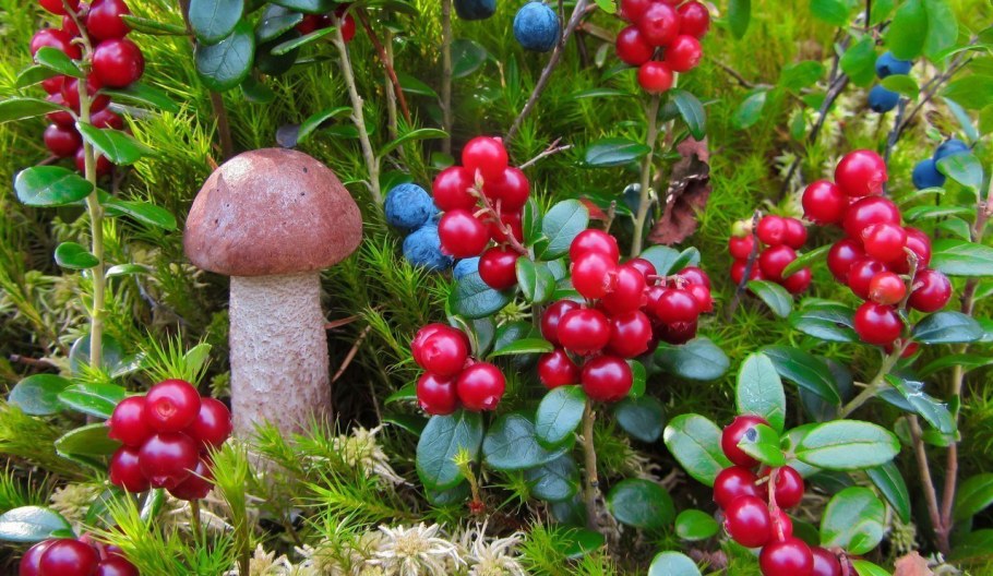 Ягоды тайги брусника