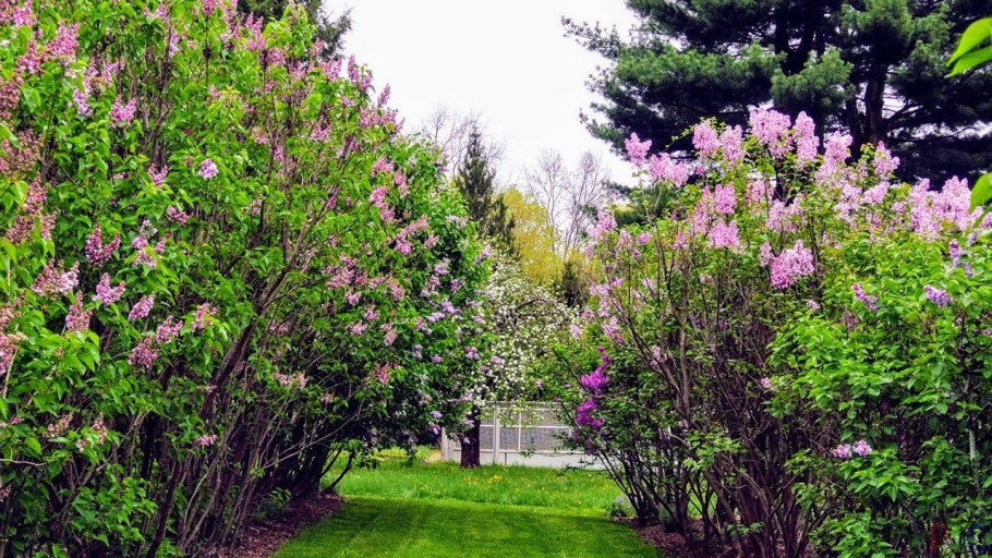 Сирень канадская Ламарка