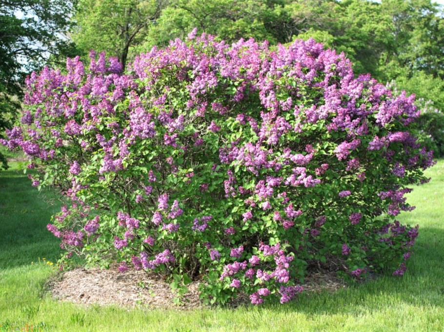 Сирень обыкновенная Michel Buchner