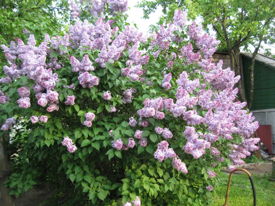 Сирень обыкновенная Michel Buchner