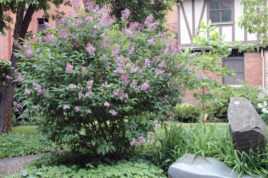 Сирень венгерская (josikaea)