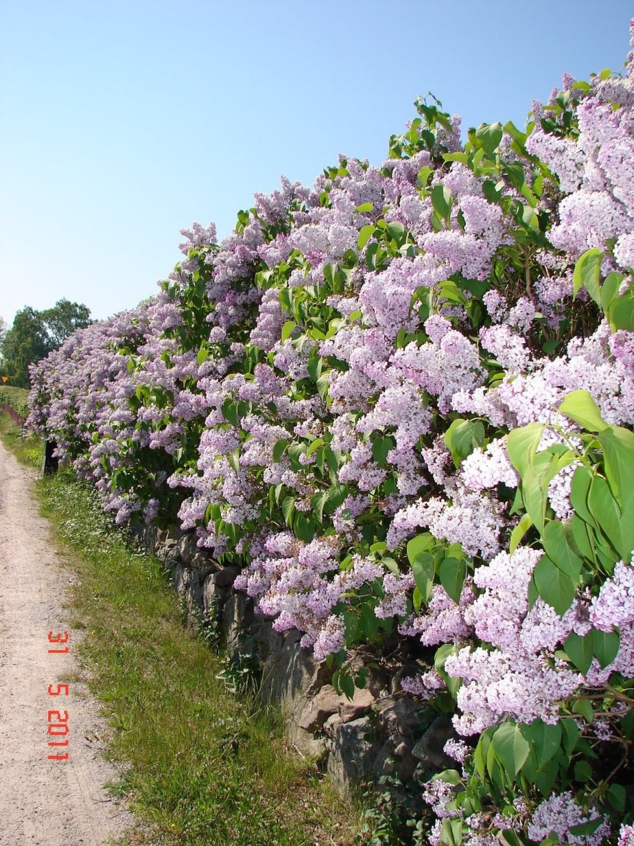 Сирень Палибин изгородь
