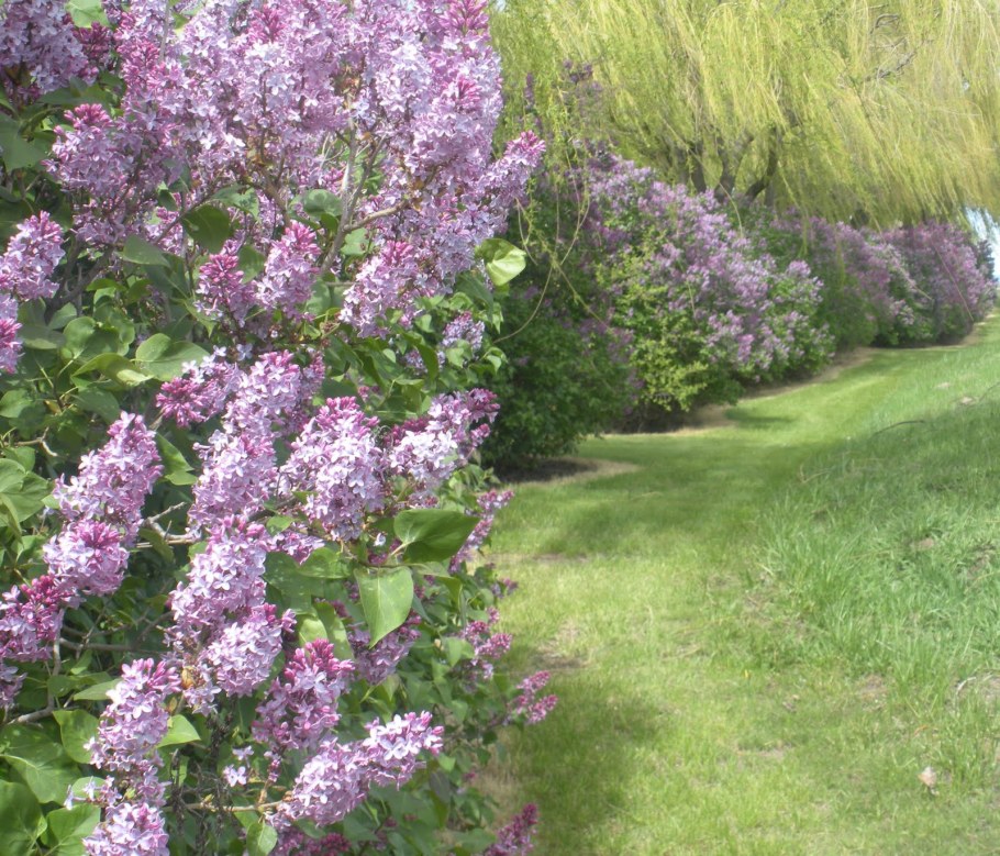 Сирень венгерская Живая изгородь