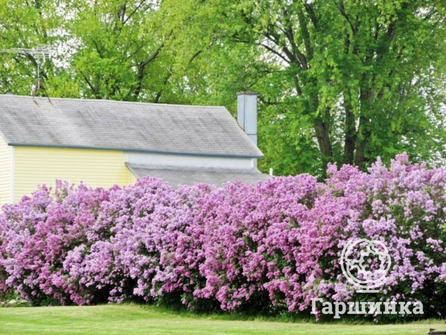 Сирень венгерская изгородь
