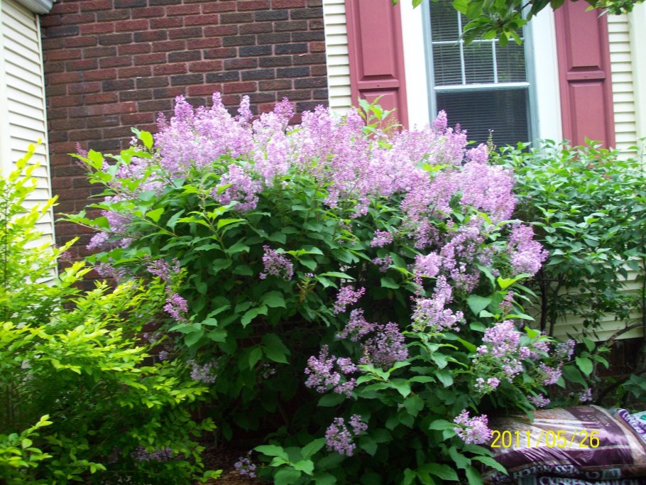 Сирень раскидистая Мисс Ким