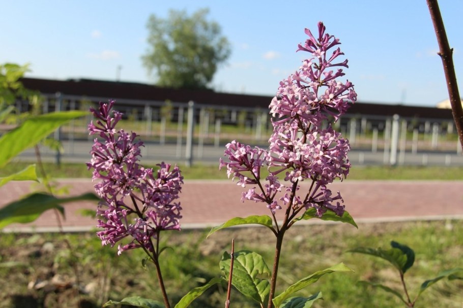 Сирень венгерская f.rosea