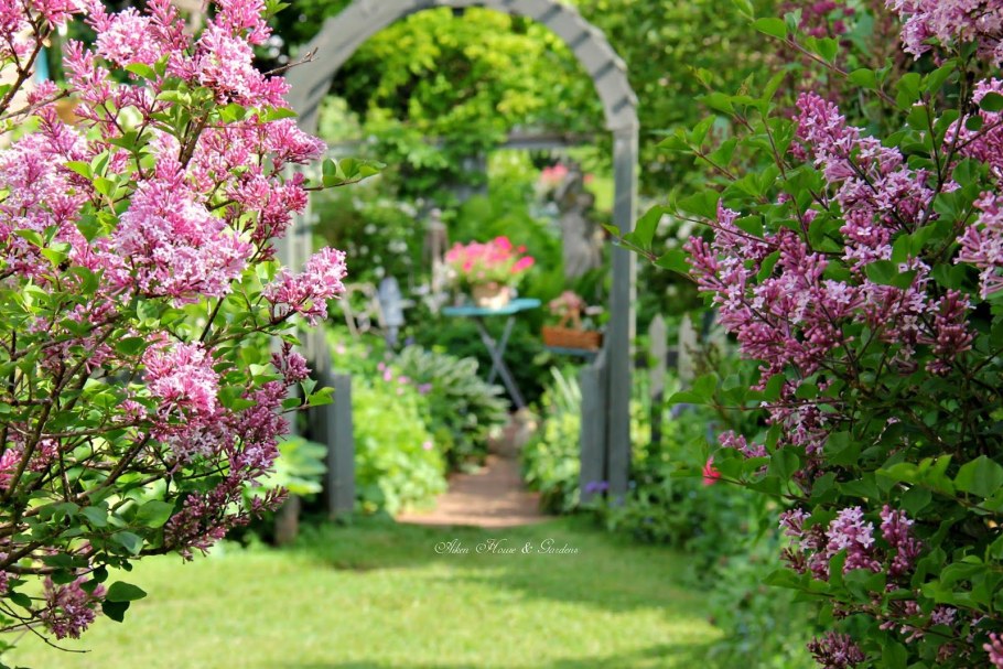 Сирень венгерская куст