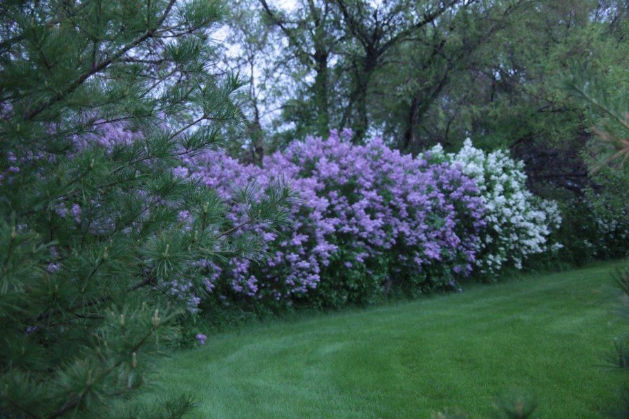 Сирень венгерская Живая изгородь