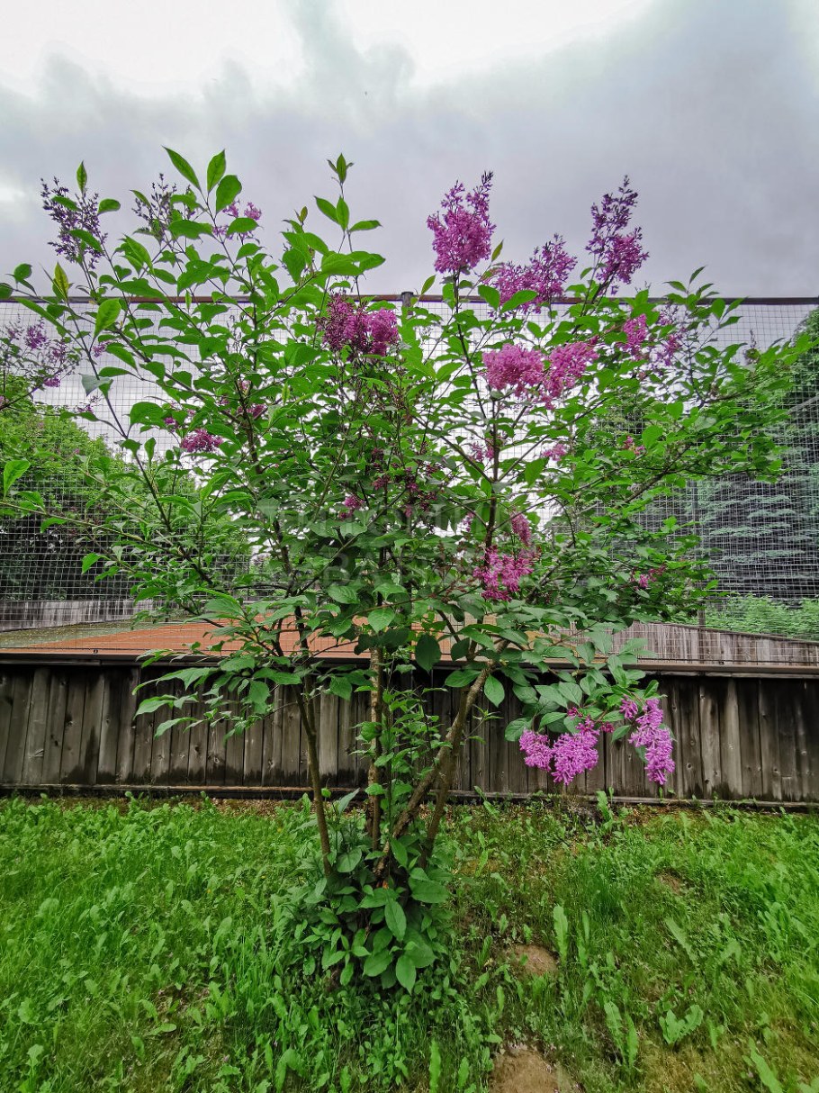 Сирень венгерская