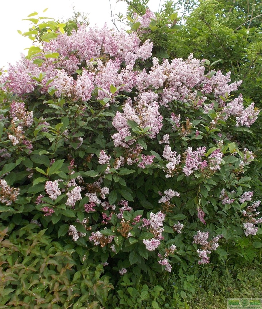 Сирень венгерская syringajosikaeа