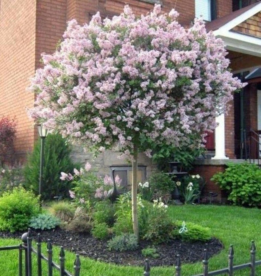 Сирень Палибин на штамбе