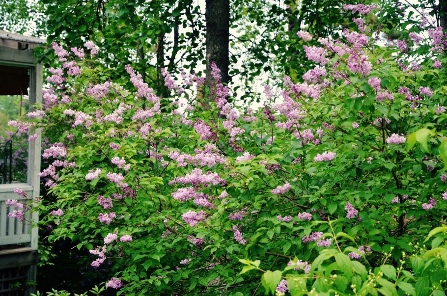 Сирень венгерская (josikaea)