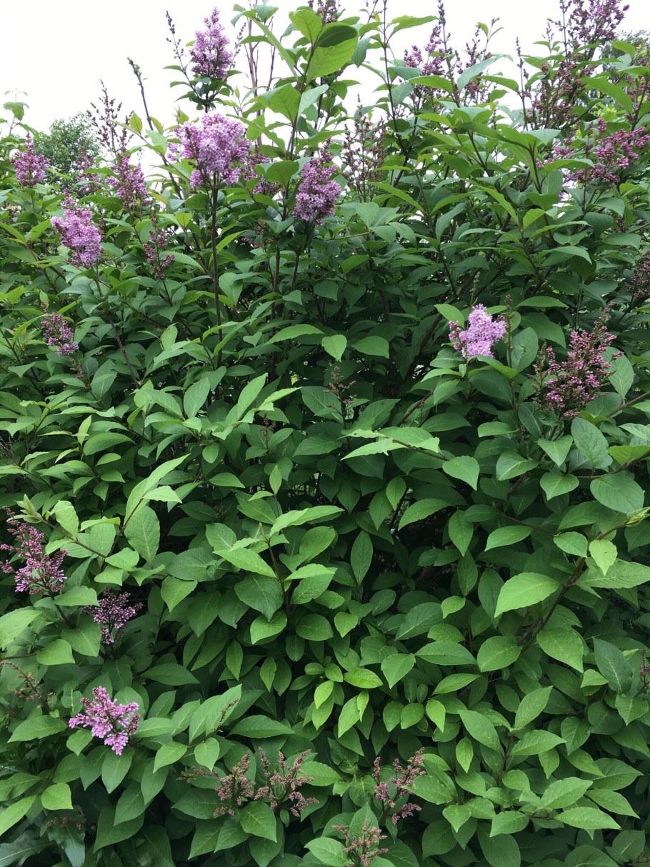 Сирень венгерская Окс