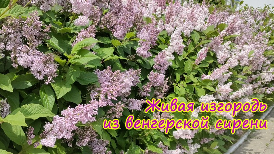 Сирень венгерская изгородь