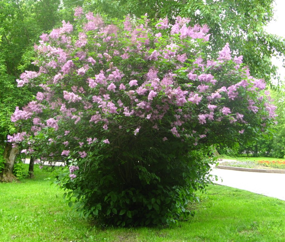 Сирень Мейера изгородь