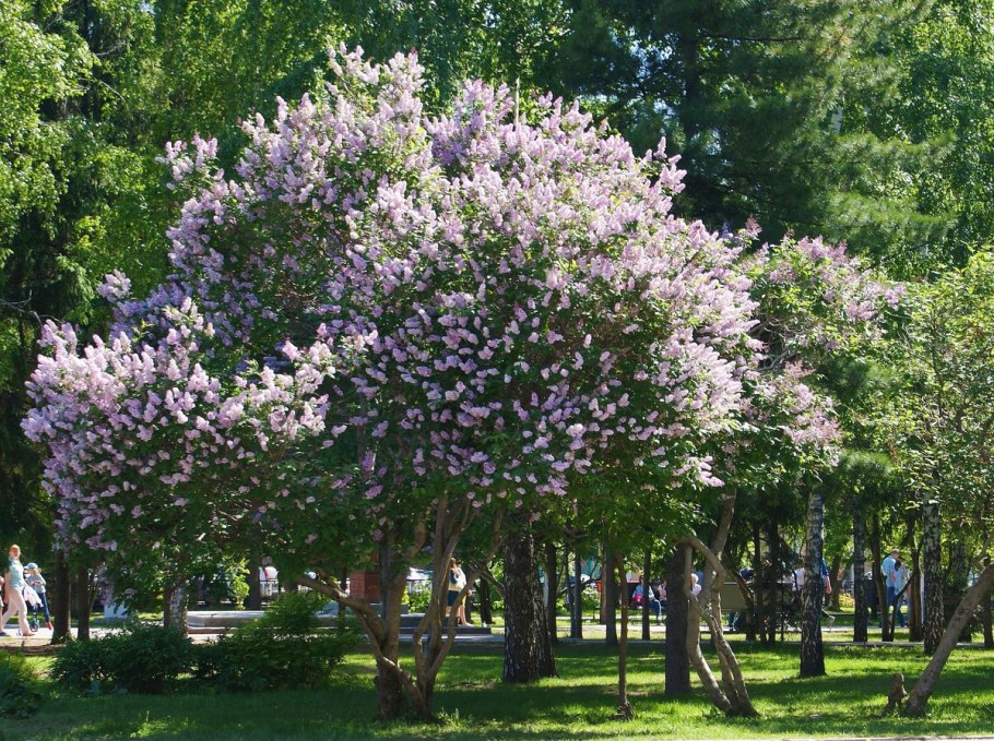 Cирень bенгерска - Syringa josikaea