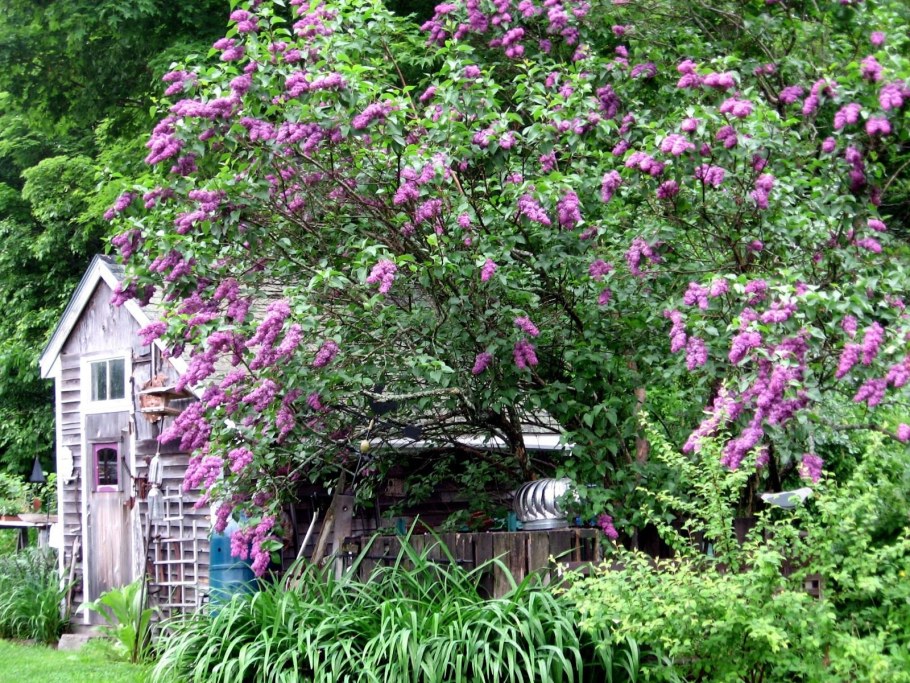 Сирень плакучая китайская