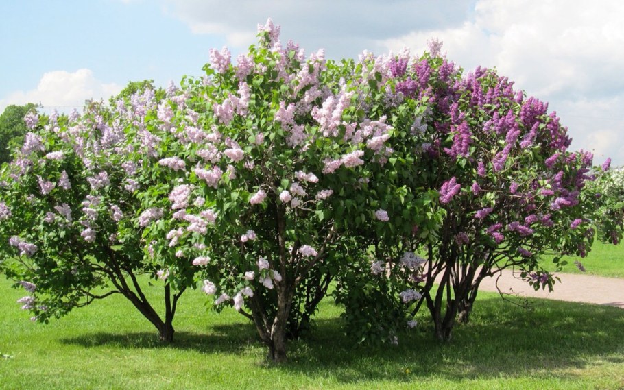 Сирень Syringa vulgaris