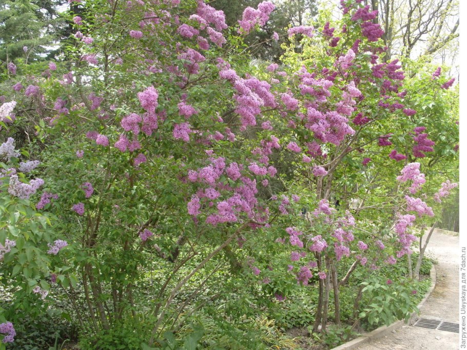 Сирень венгерская куст