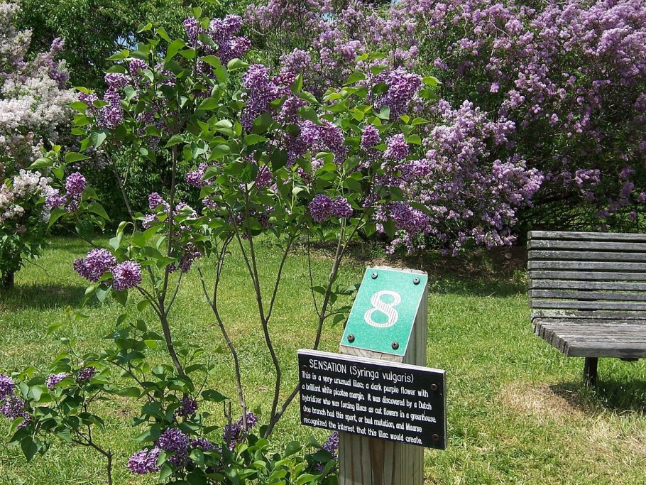 Сирень сенсация «Sensation»