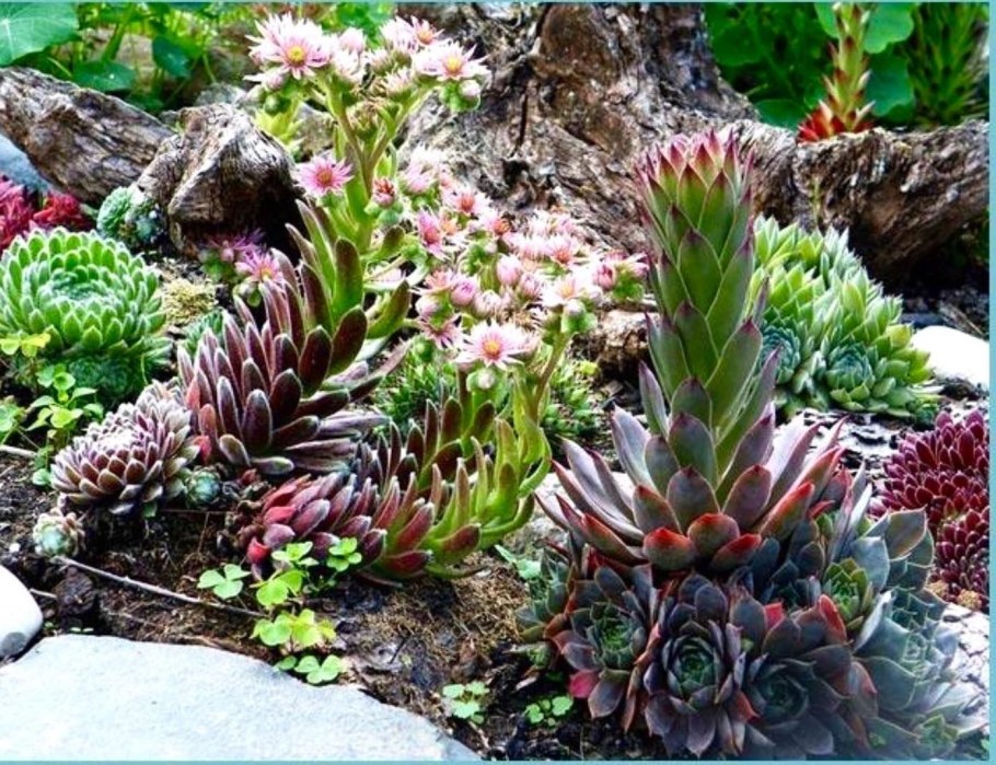 Альпийская живучка Sempervivum