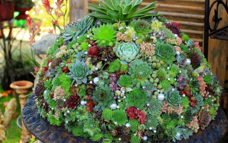 Молодило Maria Laach