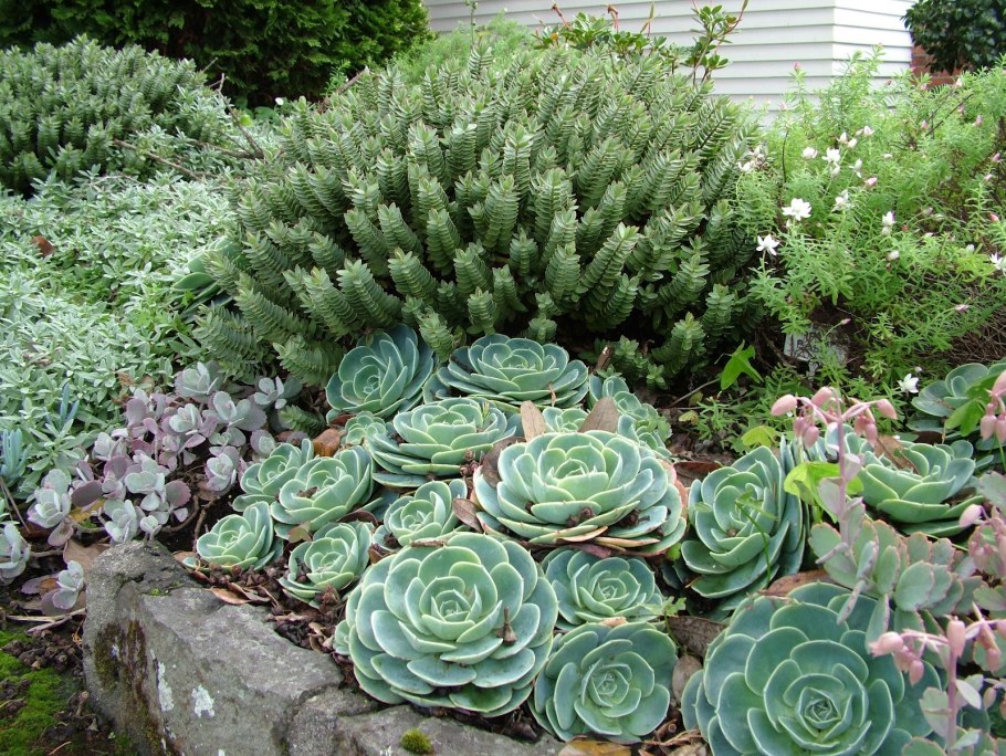 Очиток Видный суккулент