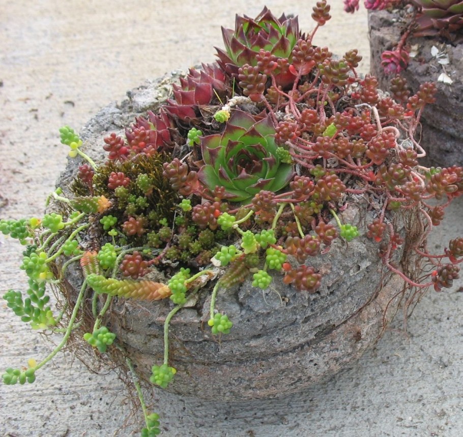 Альпийская живучка Sempervivum