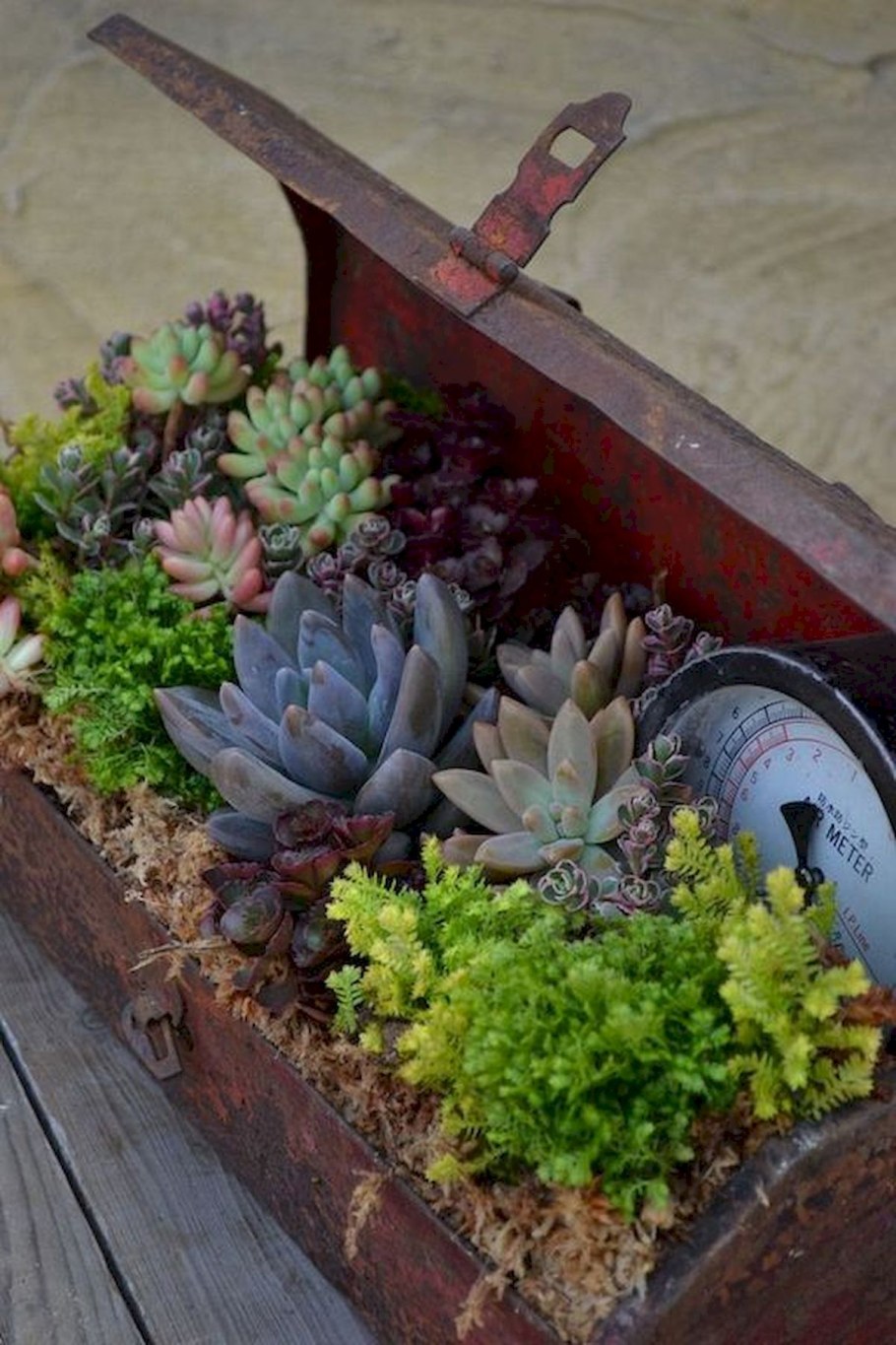 Каменная роза суккулент