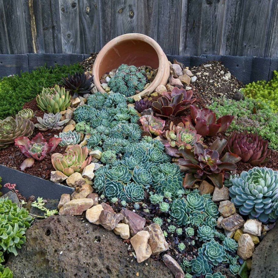 Суккуленты почвопокровные растения Альпийская горка