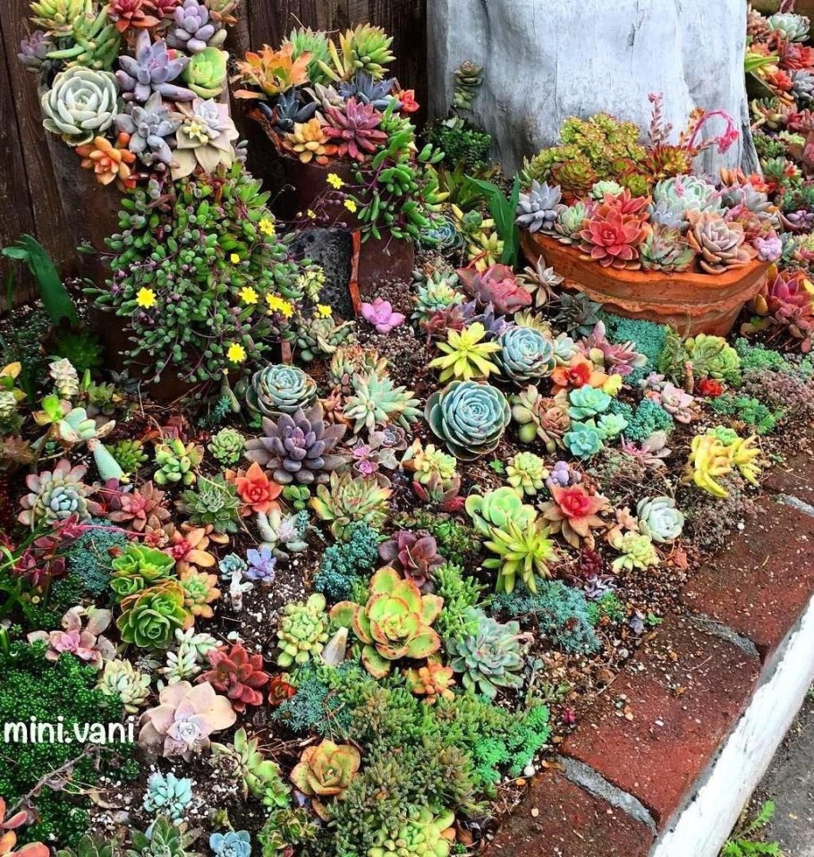 Молодило Каменистый сад