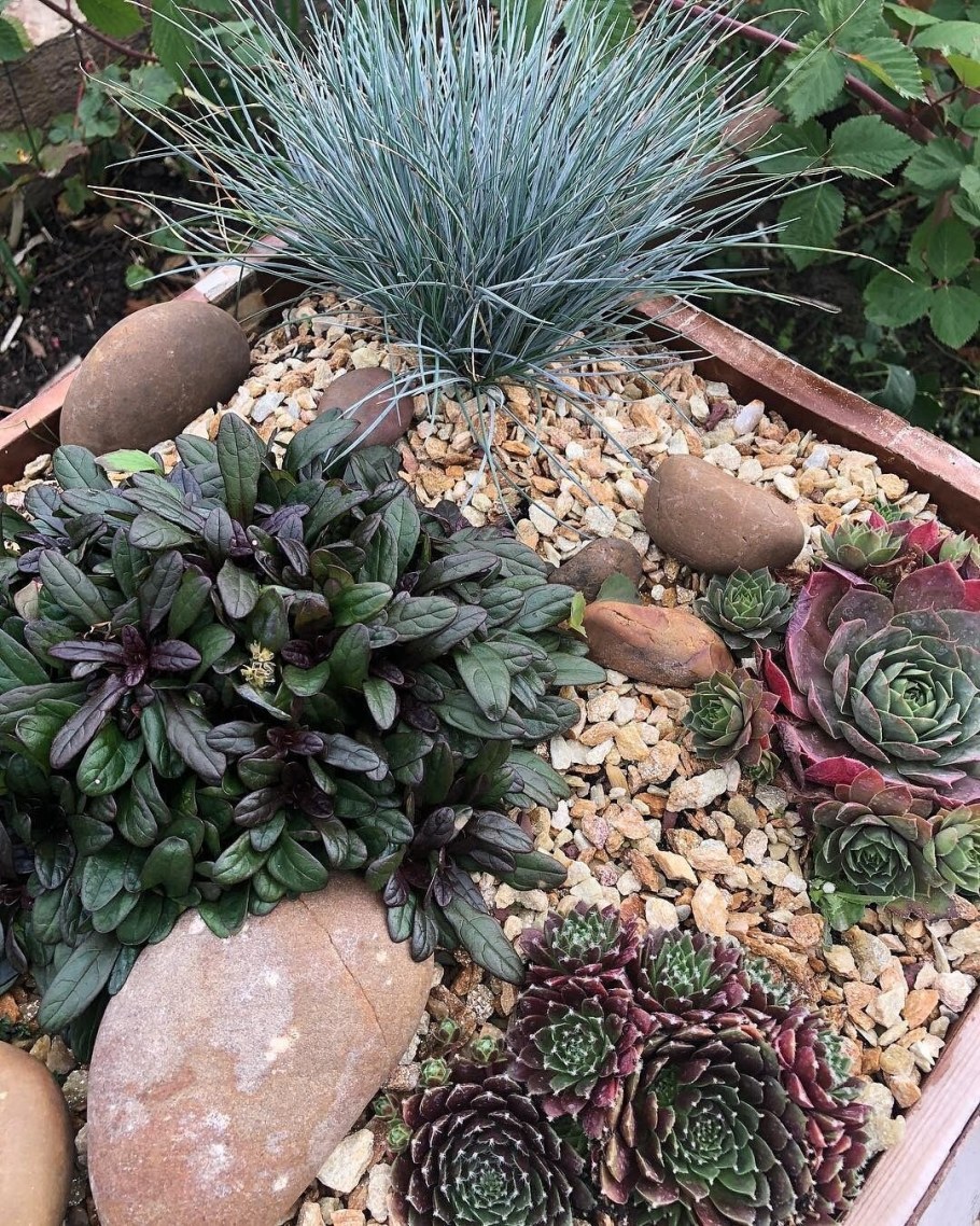 Молодило на клумбе с другими цветами