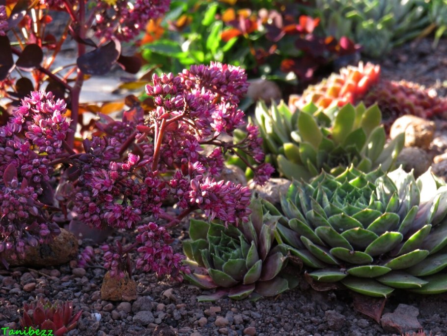 Очиток молодило