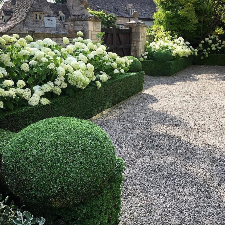 Гортензия Анабель Живая