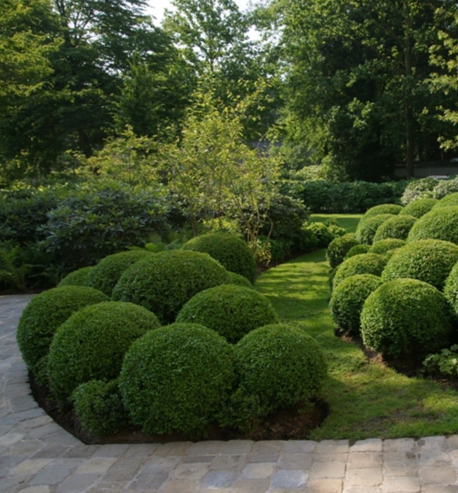 Самшит вечнозеленый шаровидный