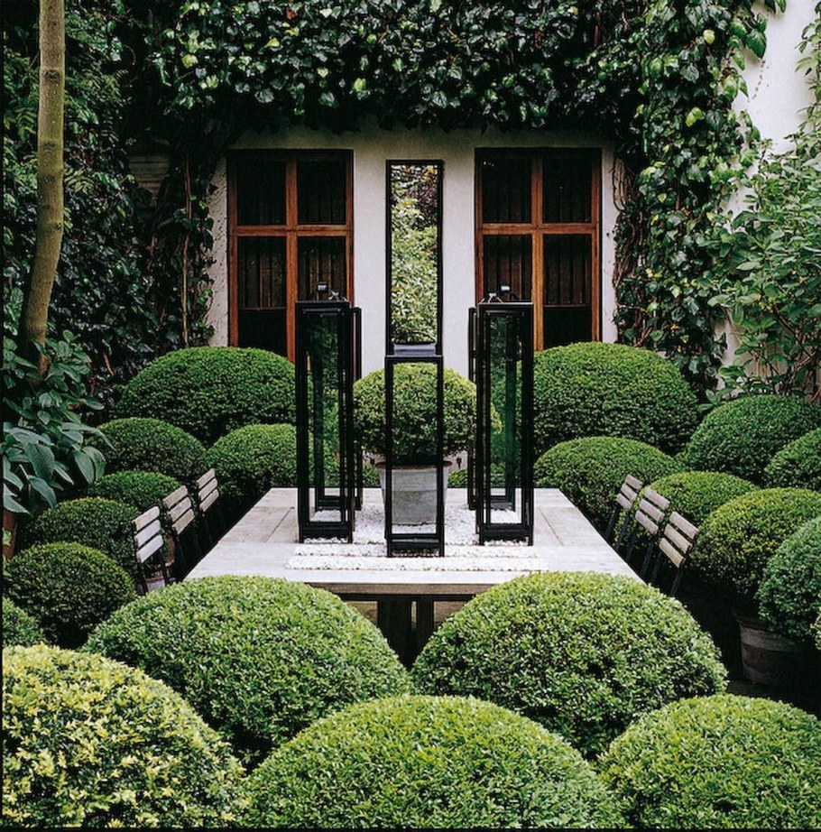 Самшит топиарный