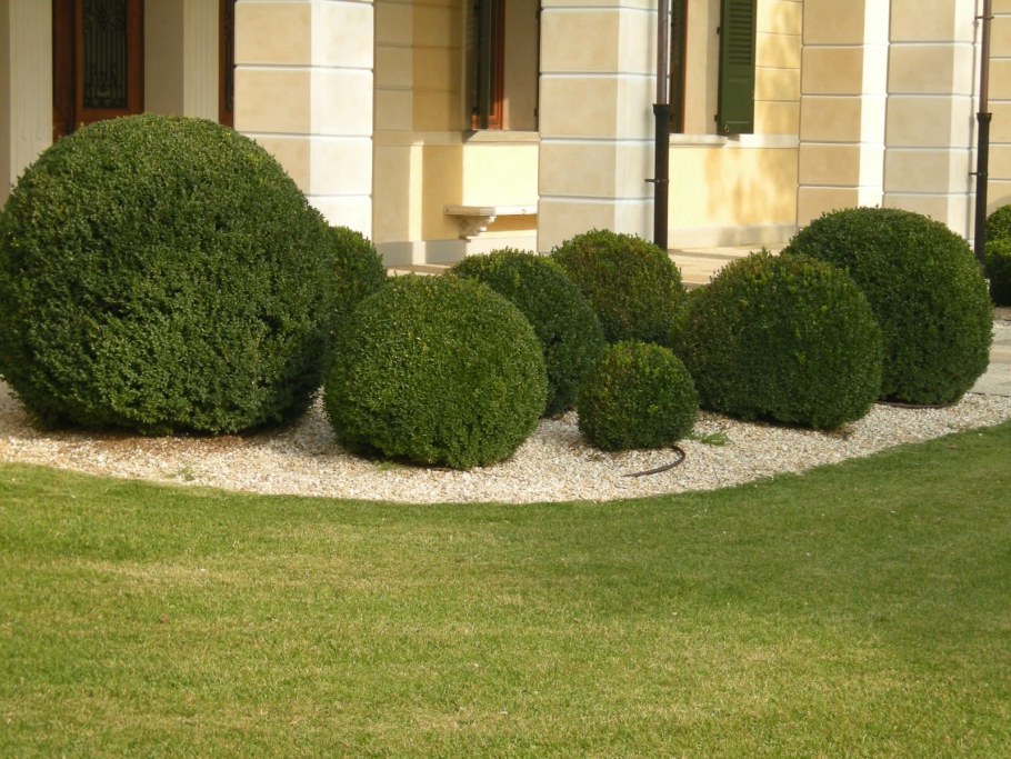 Туя Западная Даника Живая изгородь
