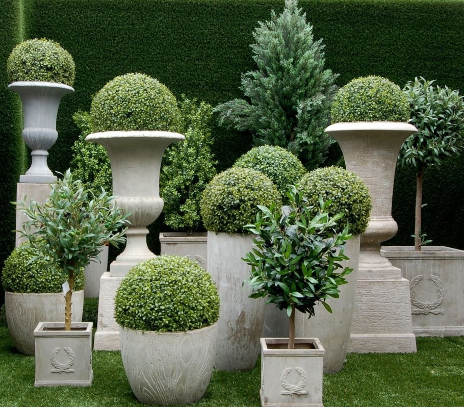 Контейнерное Озеленение самшит